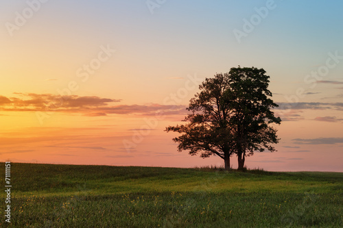 two oak trees close together