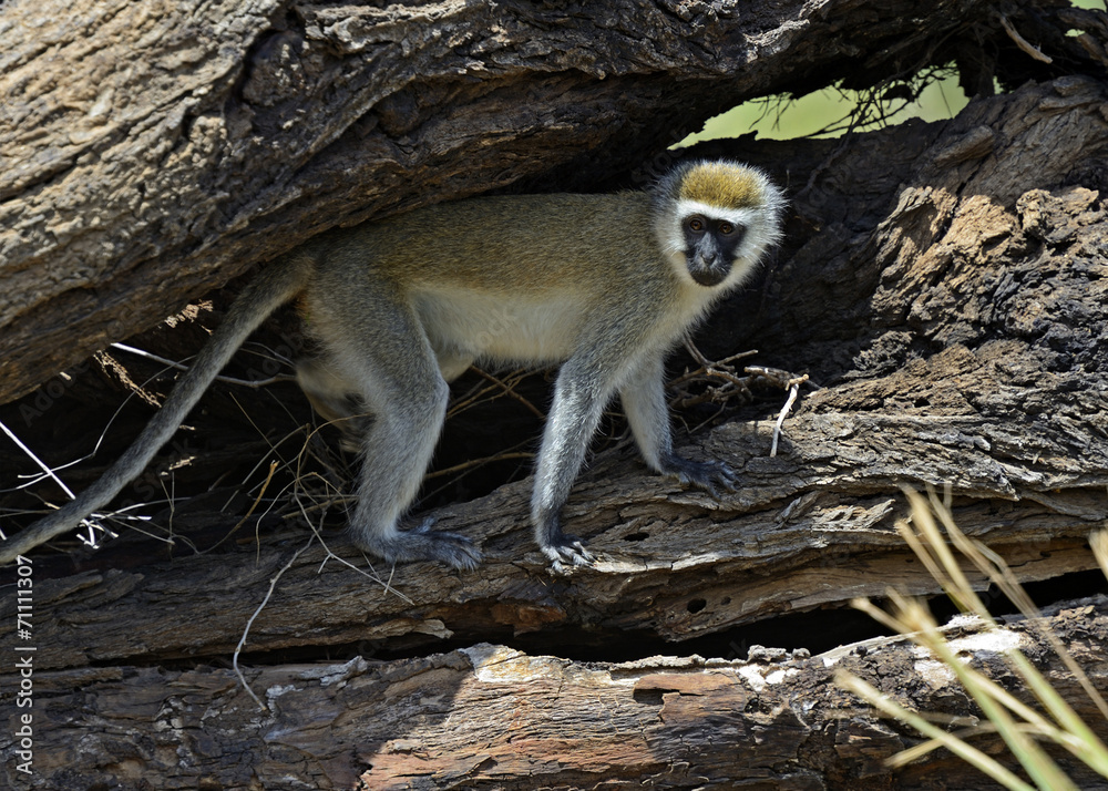 Obraz premium Vervet Monkey