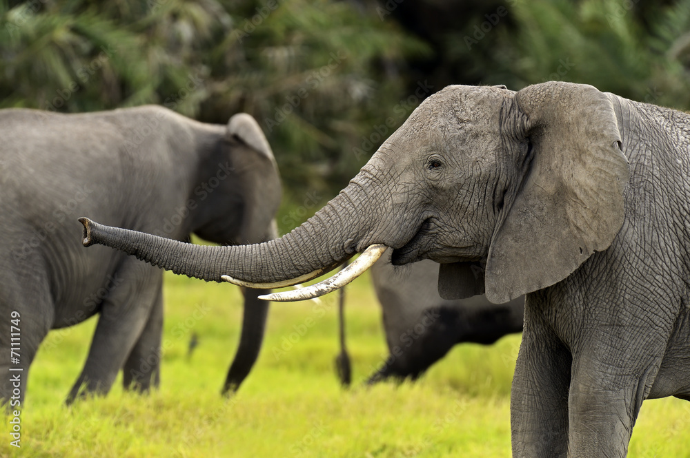 Obraz premium Elephant