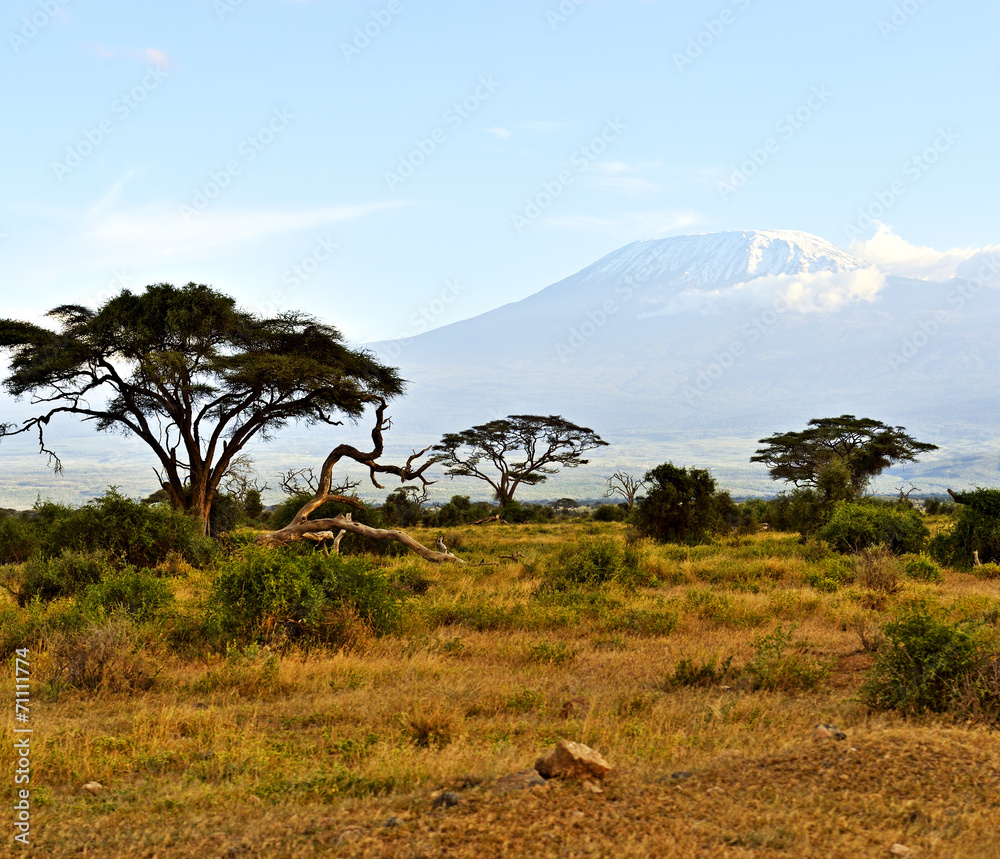 African savannah landscape