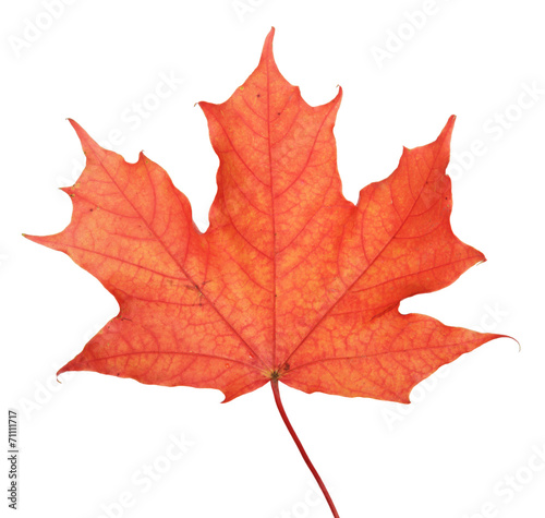 single maple autumn leaf