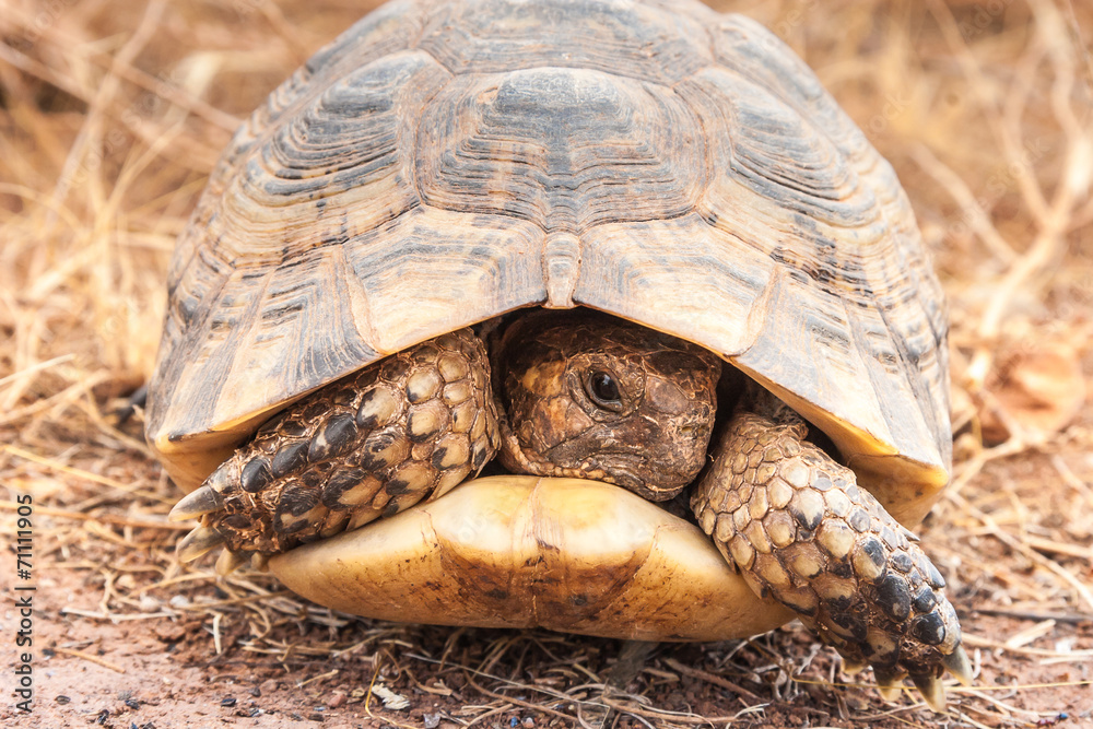 Obraz premium Turtle on the ground