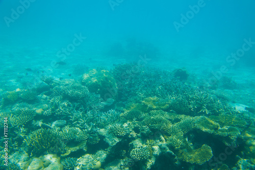 Beautiful Coral reef