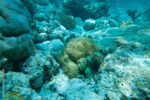 Beautiful corals