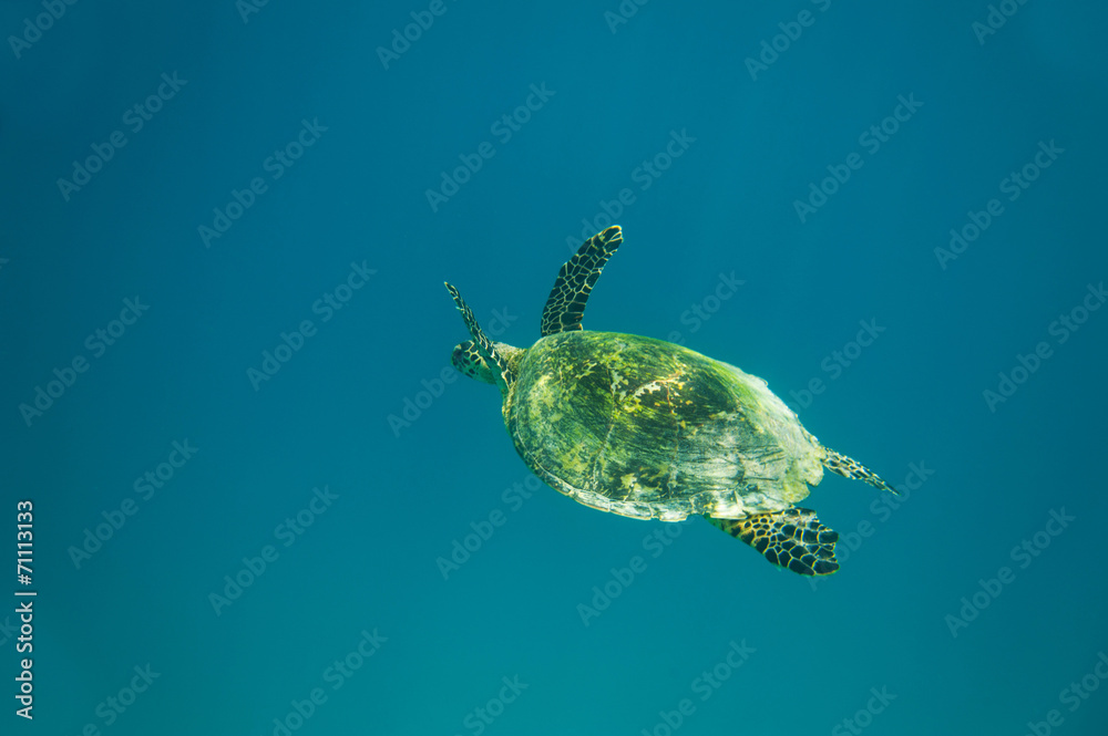 Turtle in the blue sea Turtle in the blue sea