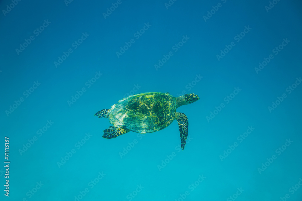 Turtle swimming Turtle swimming