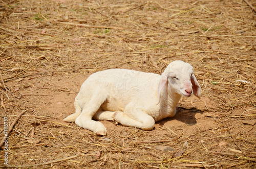 Baby Sheep