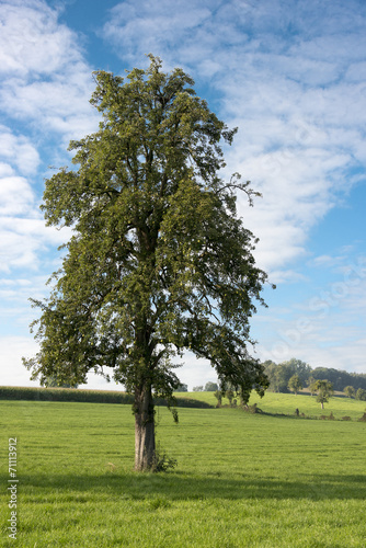 single tree in landscape