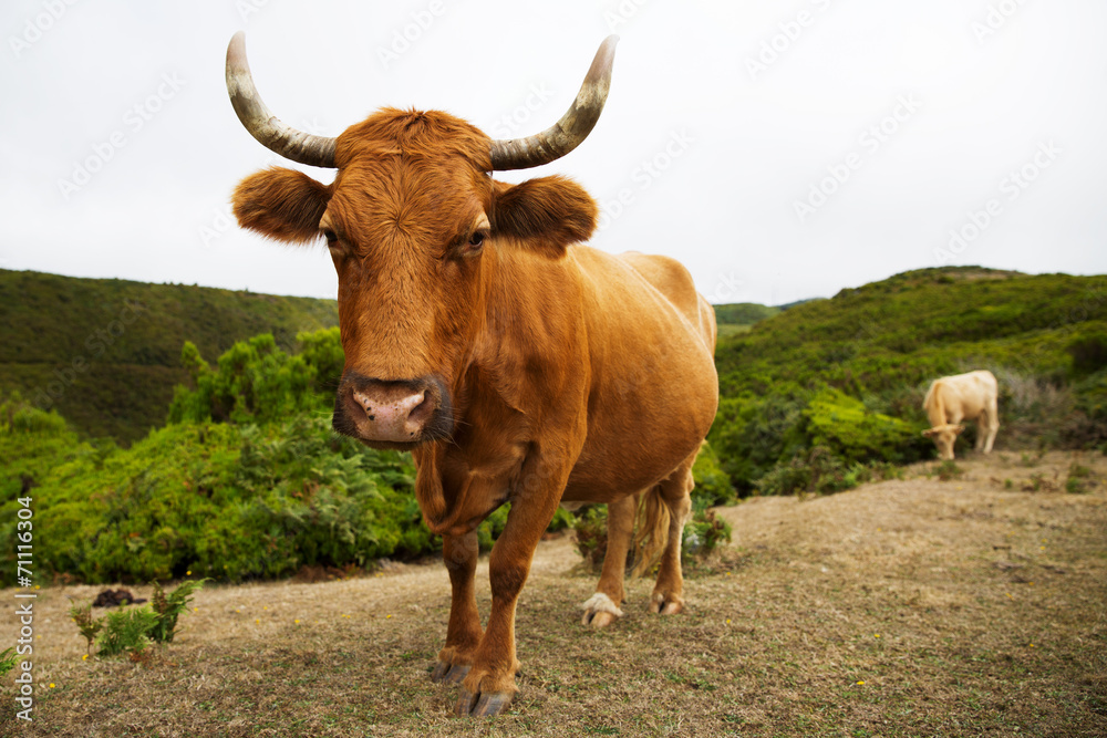 Red cow with big horns curves