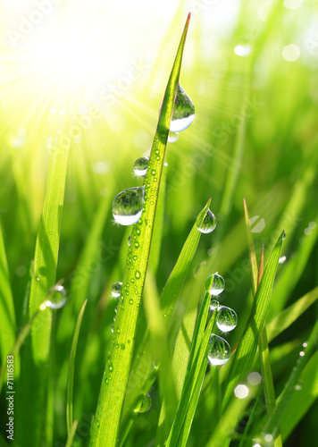 Canvas Print Fresh grass with dew drops close up