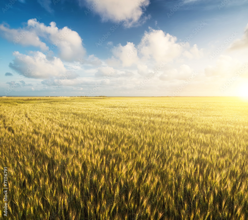 Fototapeta premium Field and sky. Beautiful natural landscape