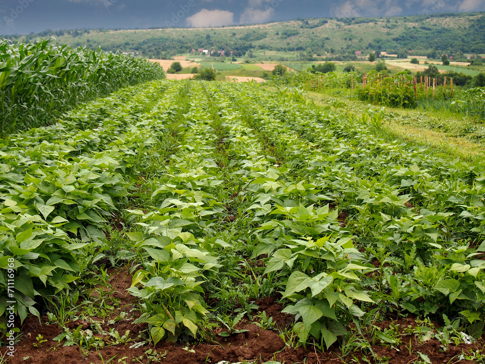Beans field