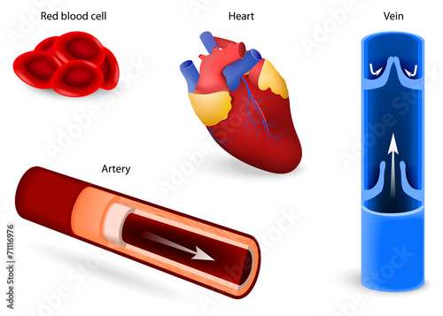 circulatory system or cardiovascular system