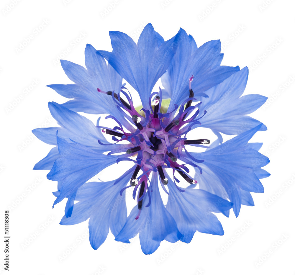 Fototapeta premium cornflower