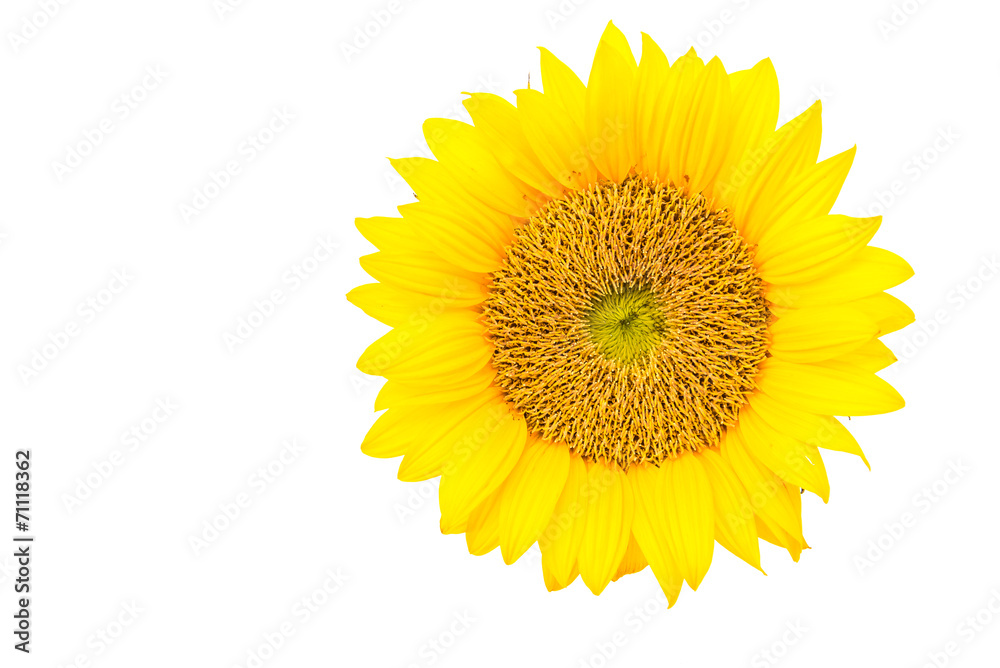 Fototapeta premium Sunflowers