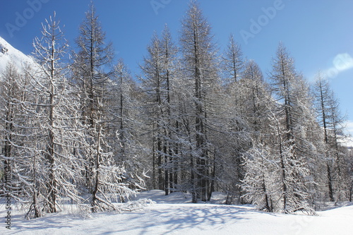 Tree branches covered with snow in a sunny day
