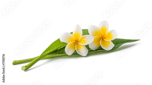Quadro su tela Frangipani