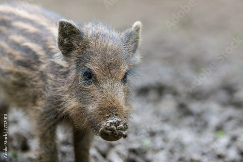 Wildschwein, Wild boar, Sus scrofa © Wolfgang Kruck