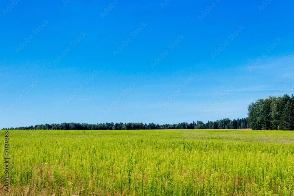 Obraz premium summer field