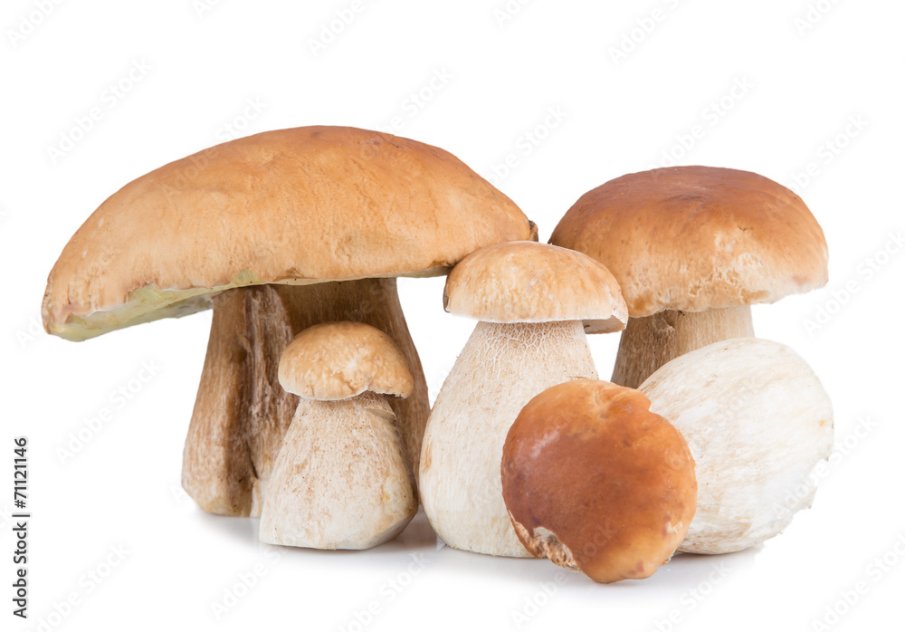 Ceps on white background, autumn harvest crop Ceps on white background, autumn harvest crop