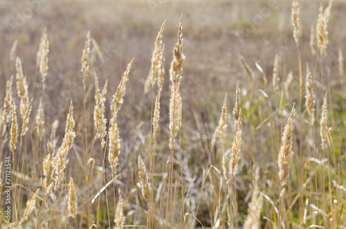 Spikelets of grass in the autumn field