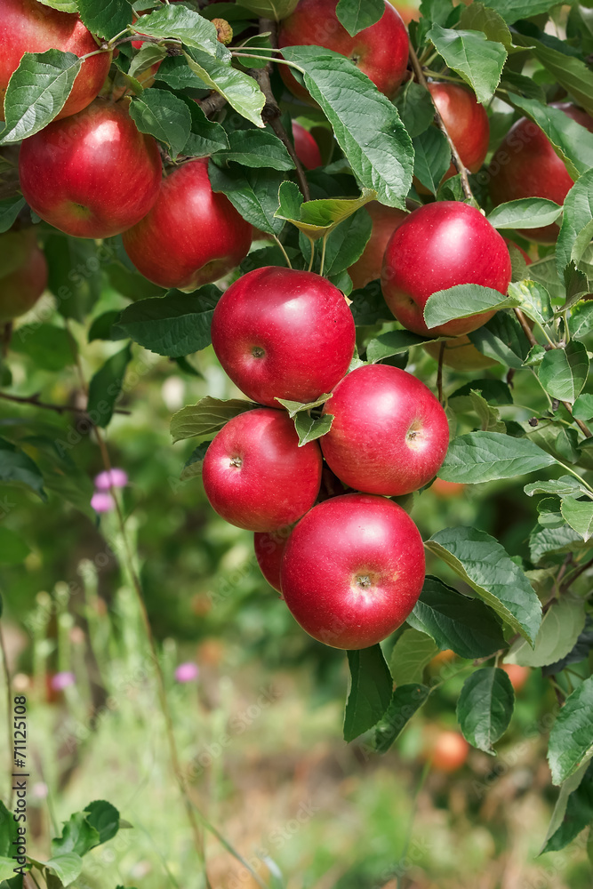 Ripe apples on the tree.  Apple orchards in autumn