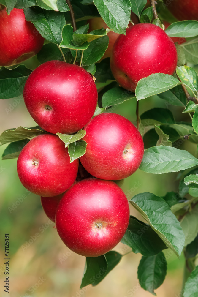 Red apples. Fresh apples on the branch of the apple tree Red apples. Fresh apples on the branch of the apple tree