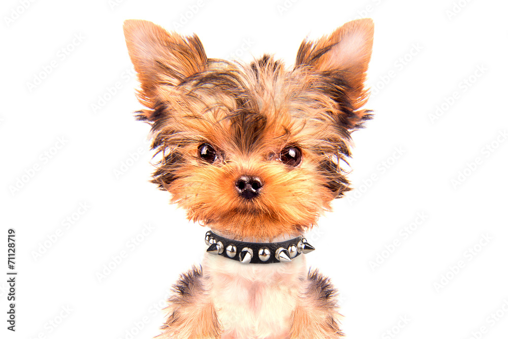 angry puppy with collar angry puppy with collar