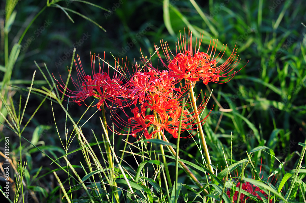 Red spider lily-5 Red spider lily-5