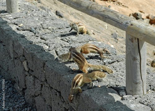 Écureuil de Barbarie (Atlantoxerus getulus) à Betancuria à Fu photo