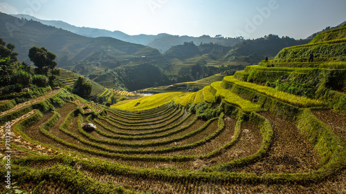 gold terraced rice fields in Mu Cang Chai, Vietnam