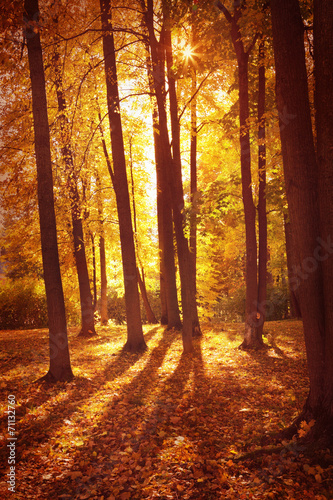 Autumn landscape © adisa