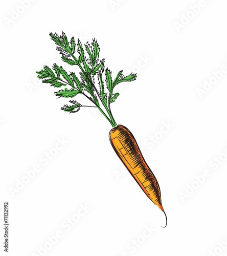 Carrot  illustration