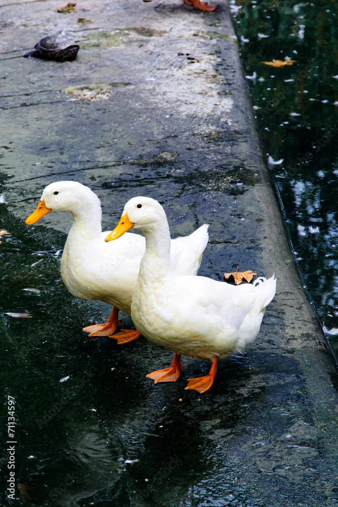 White ducks White ducks