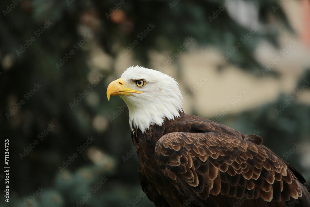 Obraz premium Aigle