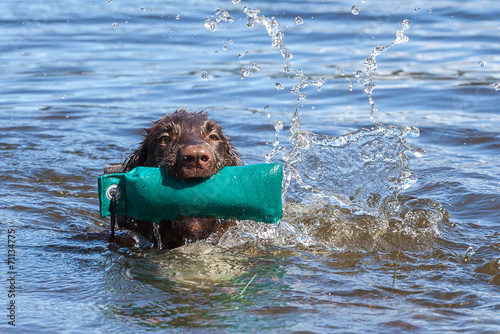 Welpe hat Spass am See