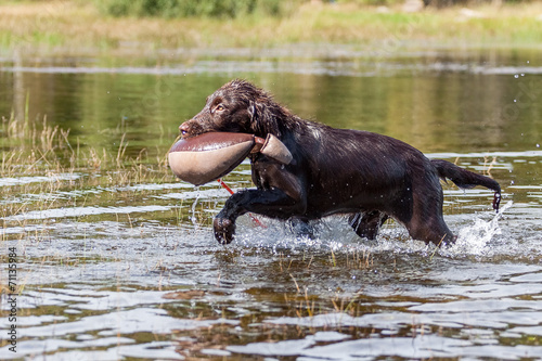 Welpe hat Spass am See