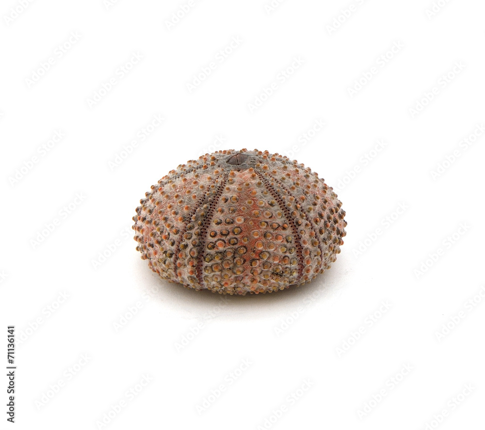 Seeigel Seeigel