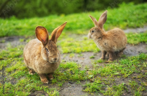 Rabbits on grass. Composition with animal © biletskiyevgeniy.com