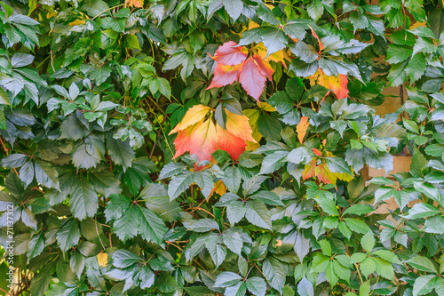 grape leaves