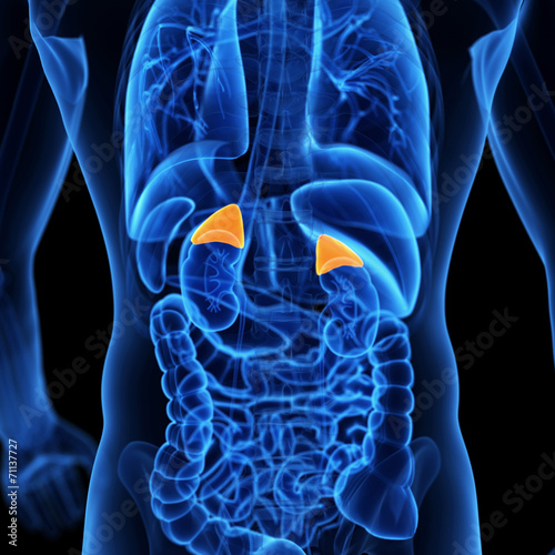  medical illustration of the adrenal glands photo