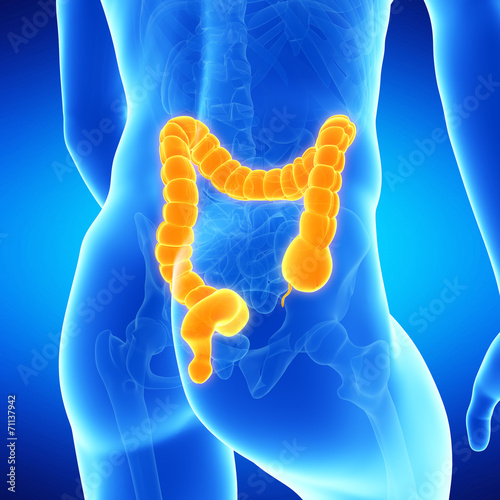  medical illustration of the human colon