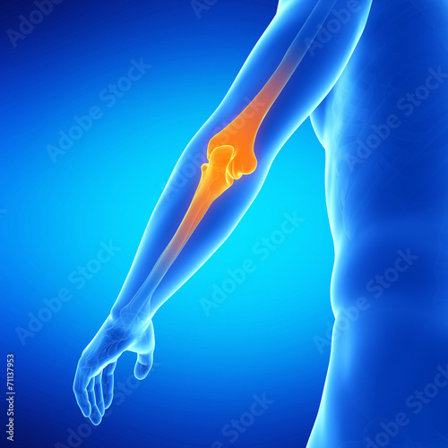  medical illustration of the elbow joint