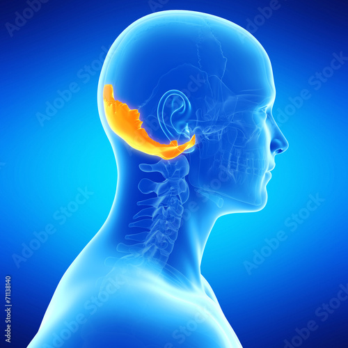  medical illustration of the ocipital bone