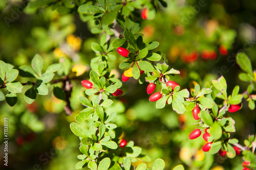 Red Barberry fruits