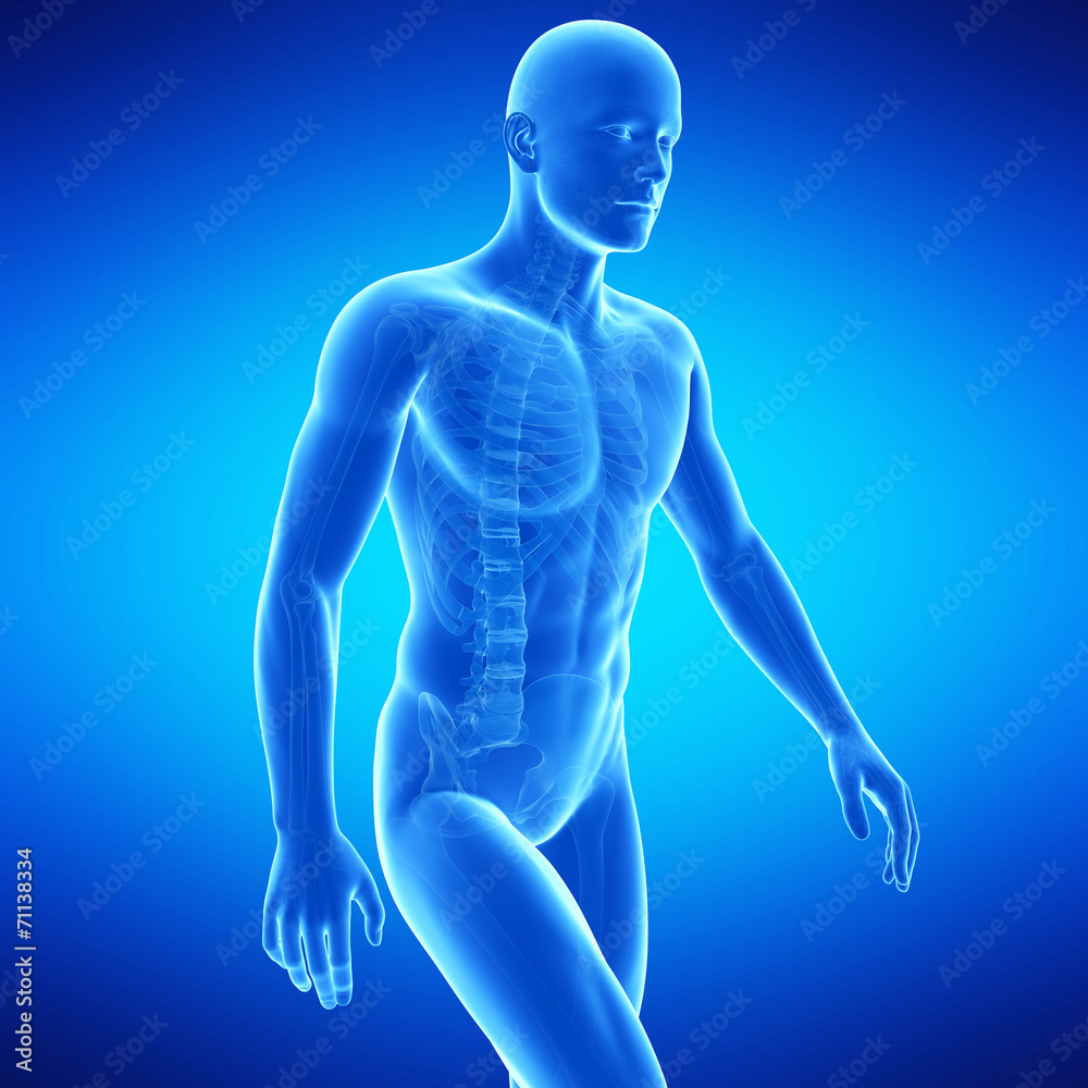 medical illustration of the upper body anatomy medical illustration of the upper body anatomy