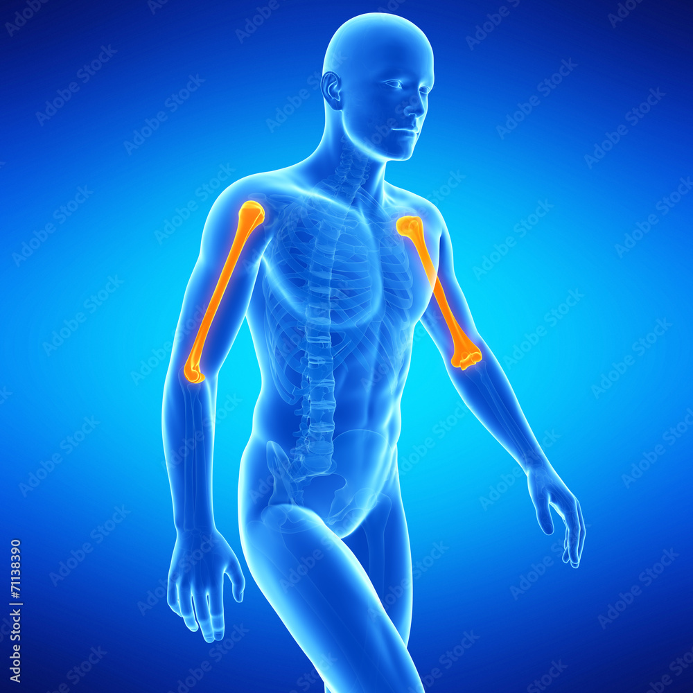 medical illustration of the upper arm bones medical illustration of the upper arm bones