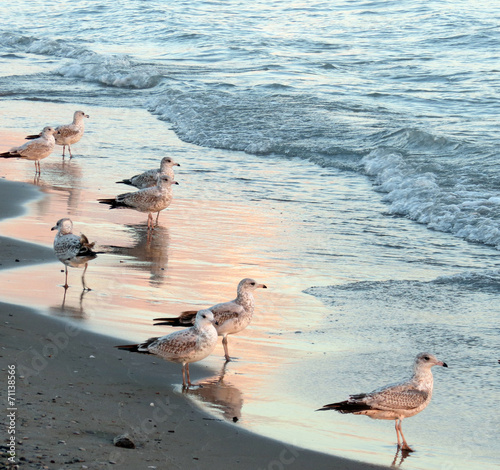 Obraz na plátně Sunset casts a pink glow on water and seagulls