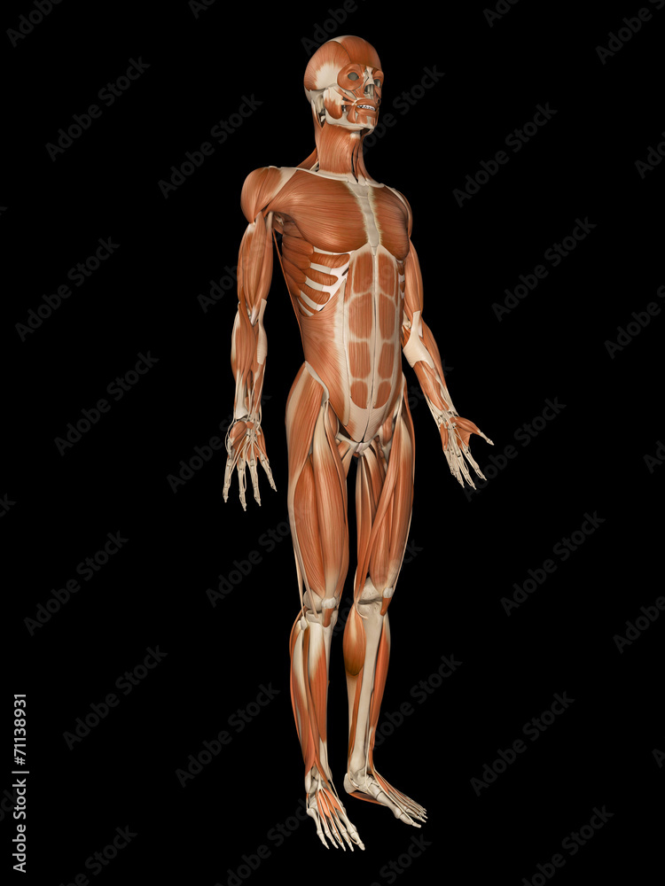  medical illustration of the male muscular system