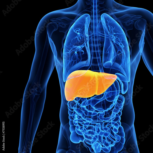  medical illustration of the liver